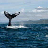 oglądanie wielorybów dominikana